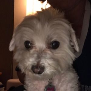 Meet your Posher, Renee